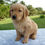 Thumbnail: Golden Retriever