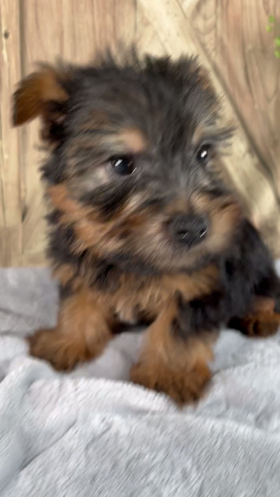 Thumbnail: Simon Yorkie