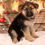 Thumbnail: German Shepherd