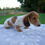 Thumbnail: Gage Miniature Dachshund