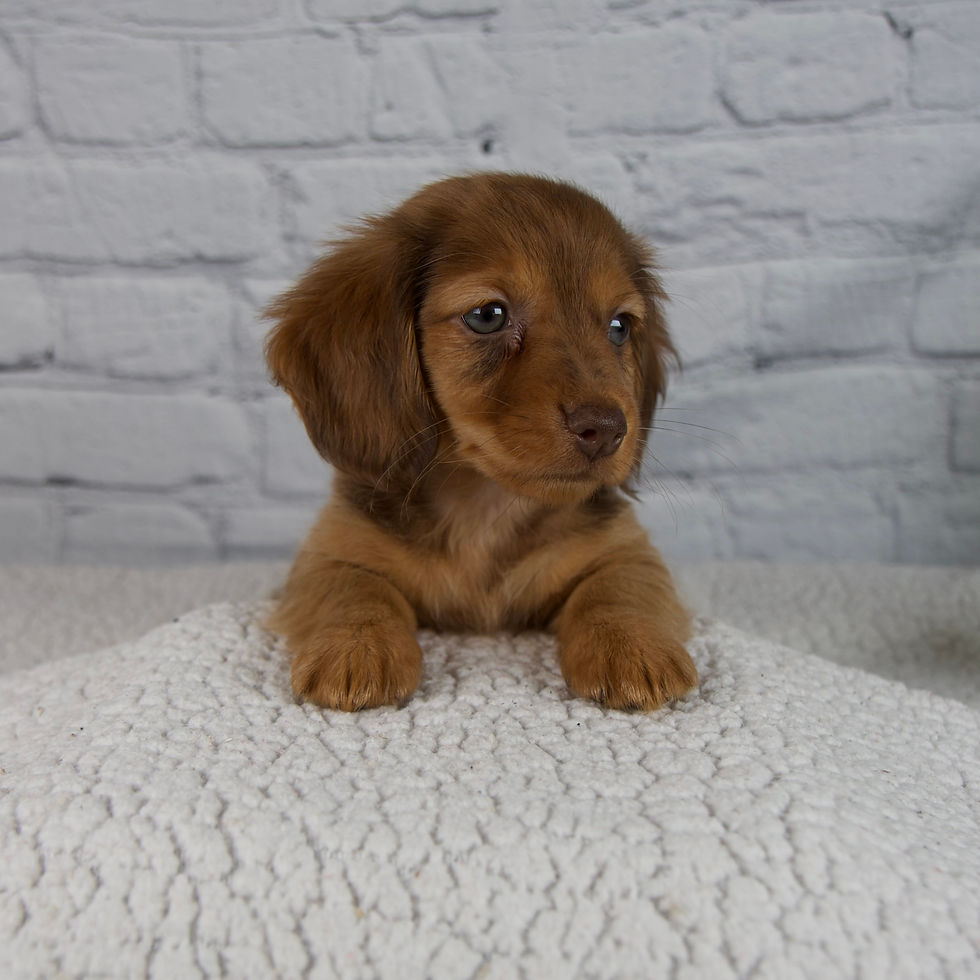 Thumbnail: Brinley Mini Dachshund