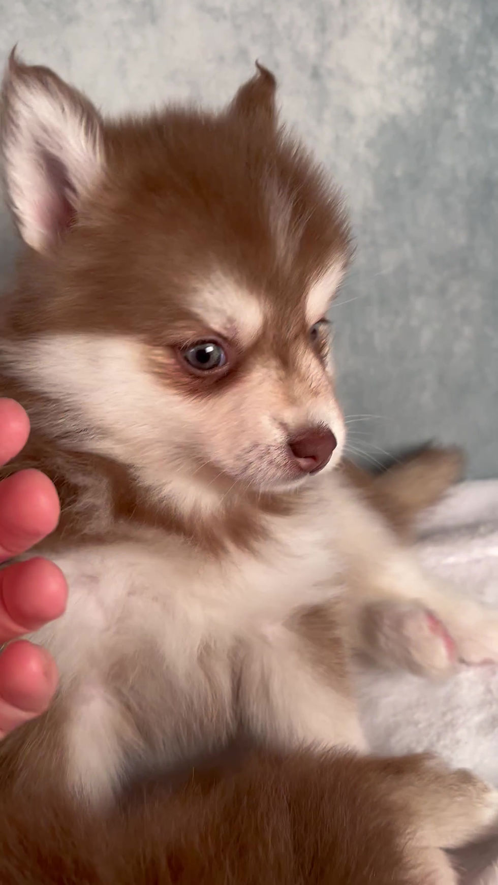 Thumbnail: Elvis Pomsky