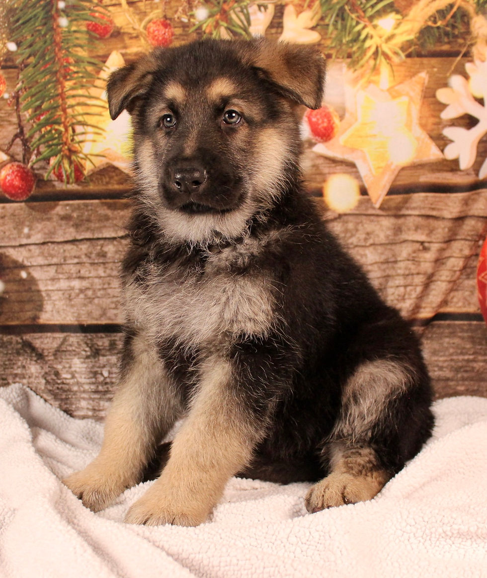 Thumbnail: German Shepherd