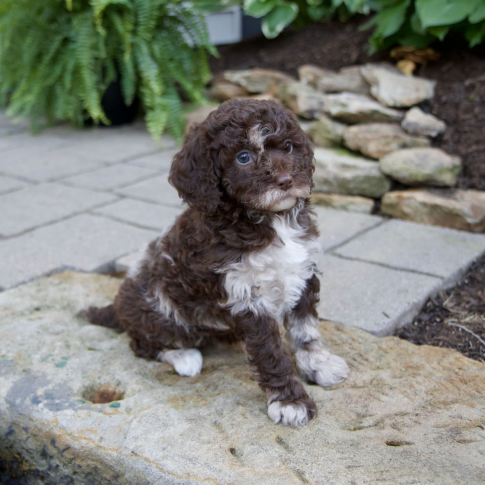 Thumbnail: Sheepadoodle