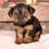 Thumbnail: Jace Yorkshire Terrier