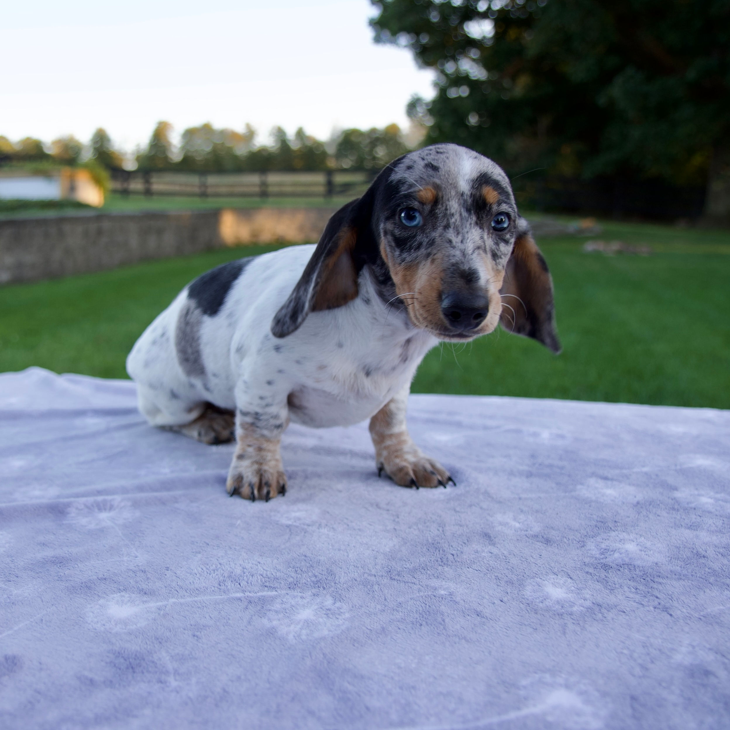 Ginger Mini Dachshund