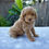 Thumbnail: Miniature Poodle