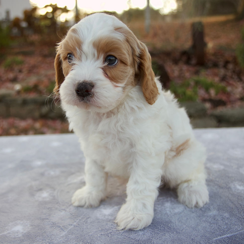 Thumbnail: Cavapoo