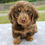 Thumbnail: Dachshund Puppy