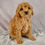 Thumbnail: Skipper Cavapoo