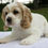 Thumbnail: Daisy