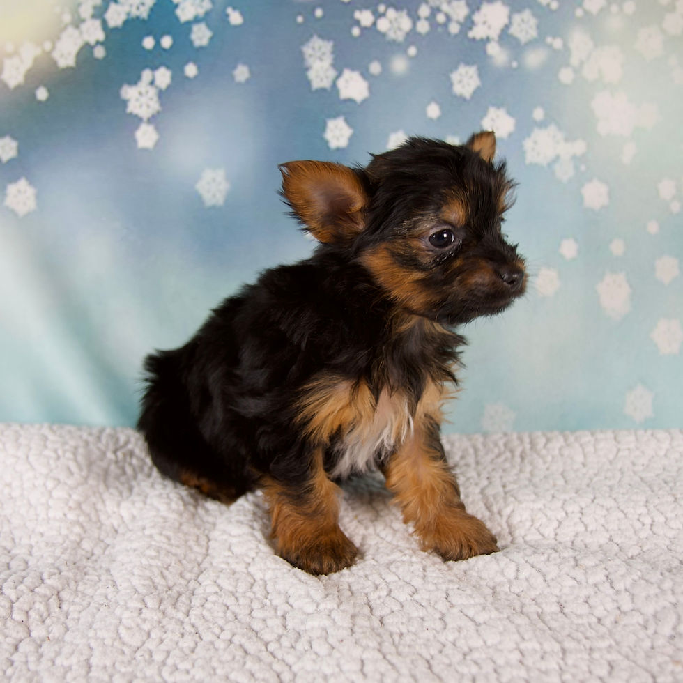 Thumbnail: Kylie Yorkie