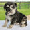 Thumbnail: Gracie