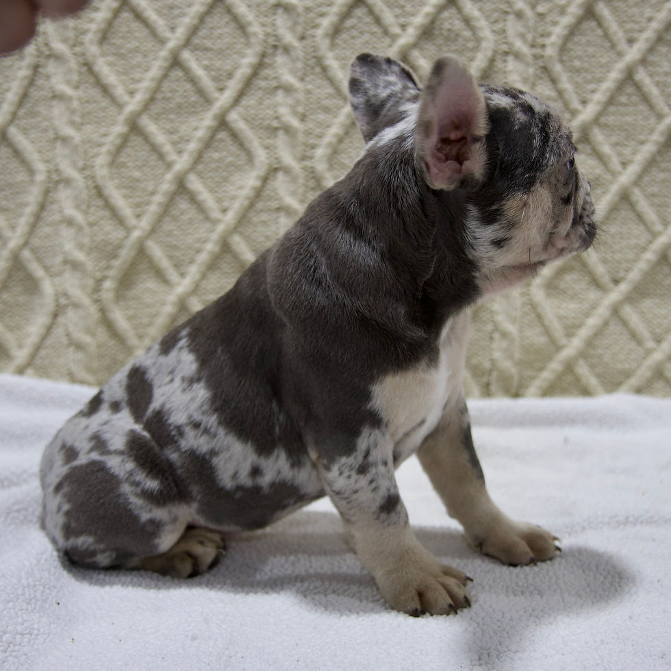 Thumbnail: French Bulldog
