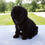 Thumbnail: Axle Miniature Poodle