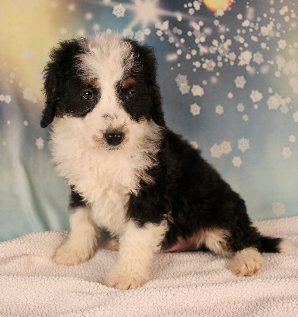 Thumbnail: Mini Bernedoodle