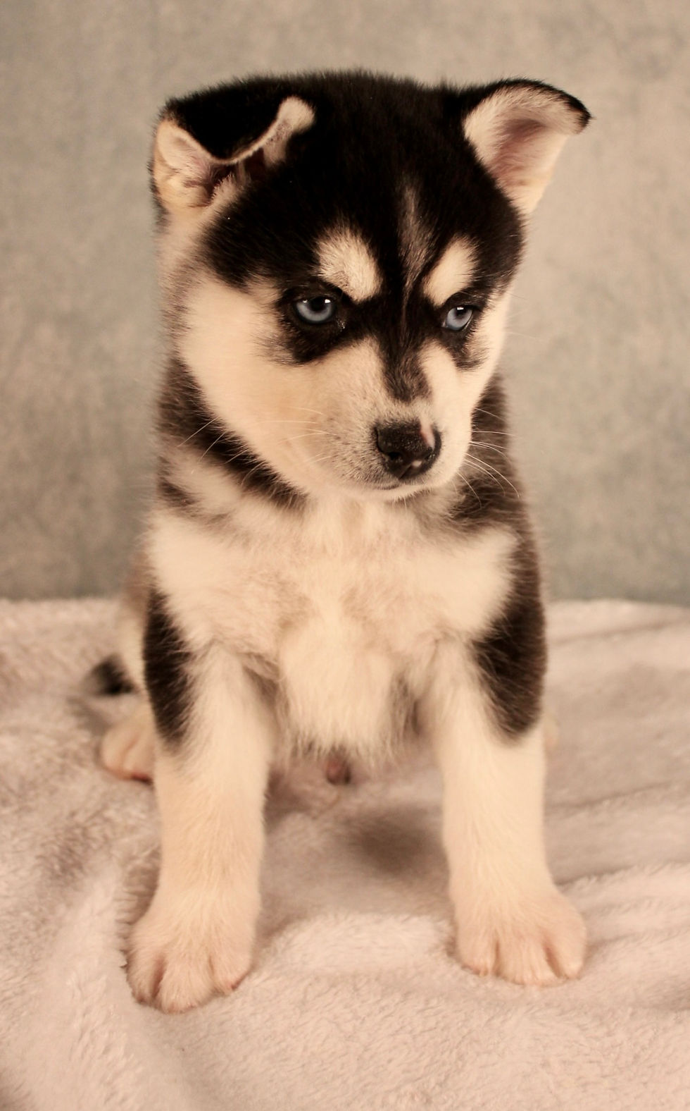 Thumbnail: pomsky