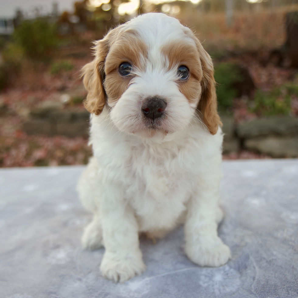 Cavapoo