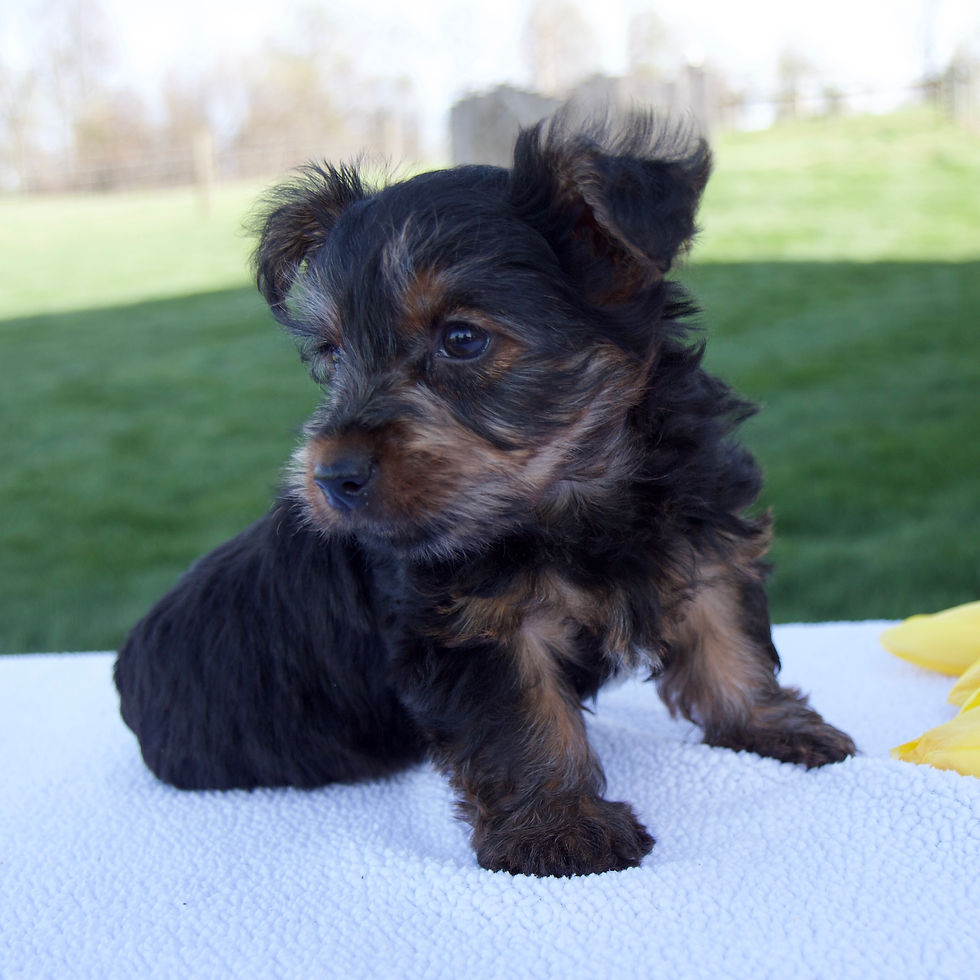 Thumbnail: Mason Yorkshire Terrier
