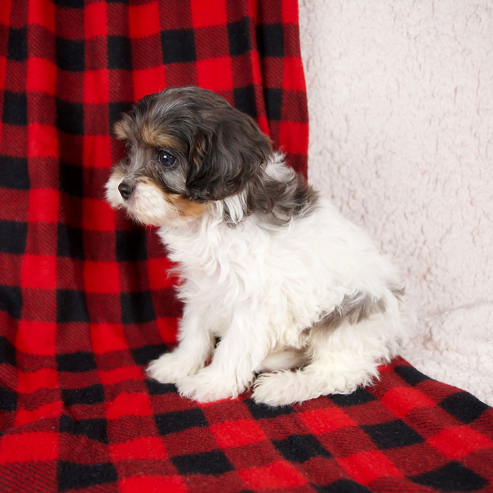 Thumbnail: cavapoo
