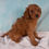 Thumbnail: Caramel Yorkiepoo