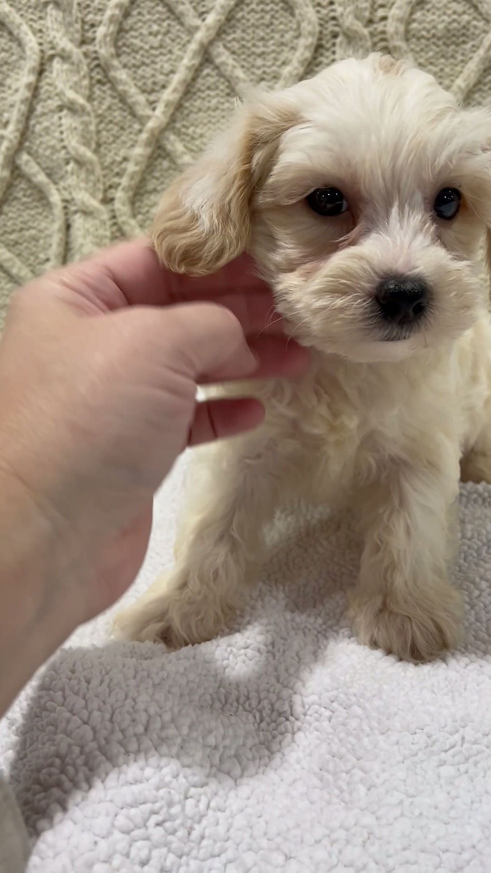 Thumbnail: Yorkiepoo