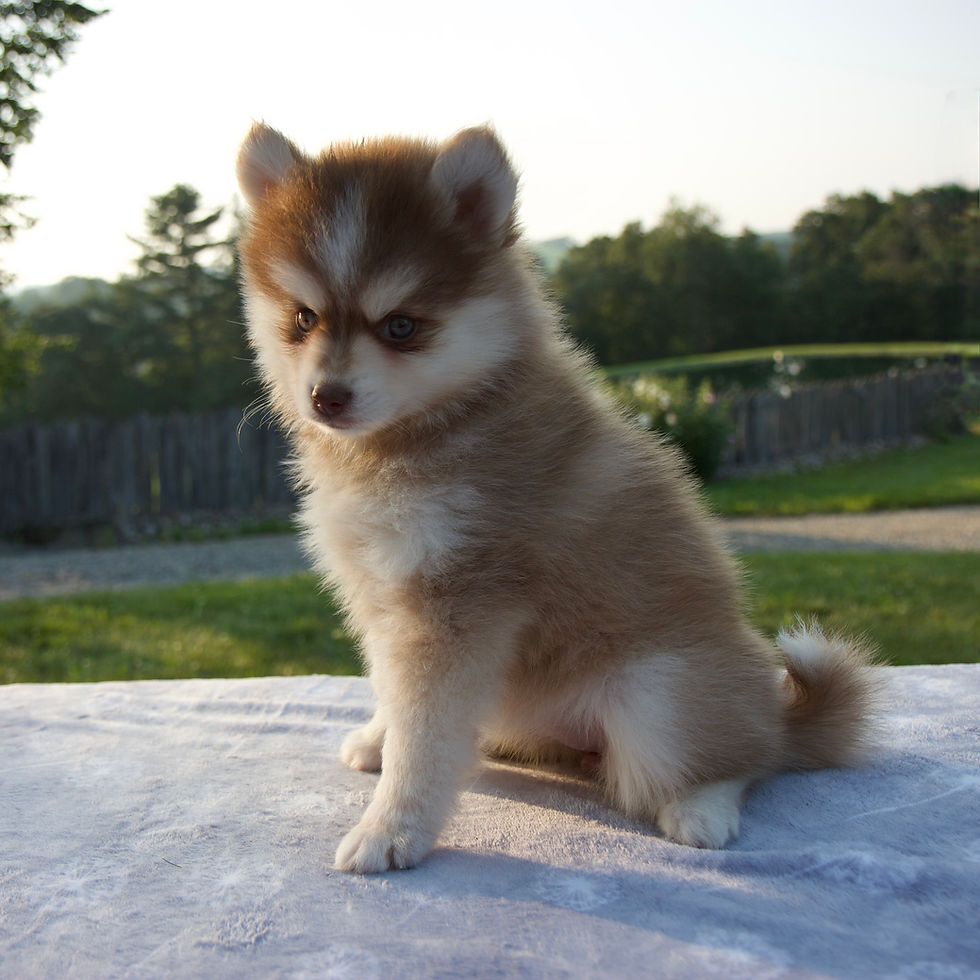 Thumbnail: Myla Pomsky