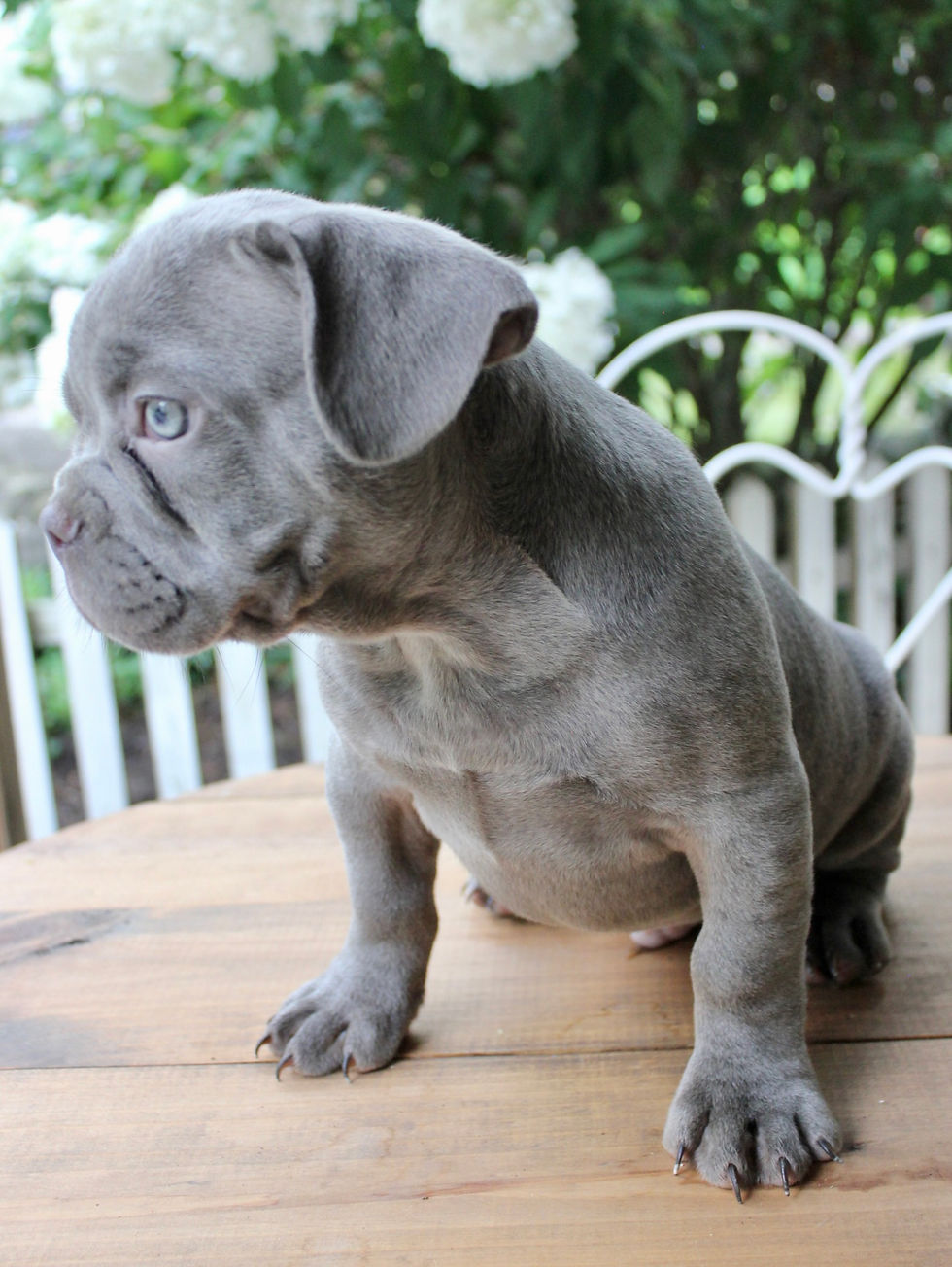 Thumbnail: Everett French Bulldog