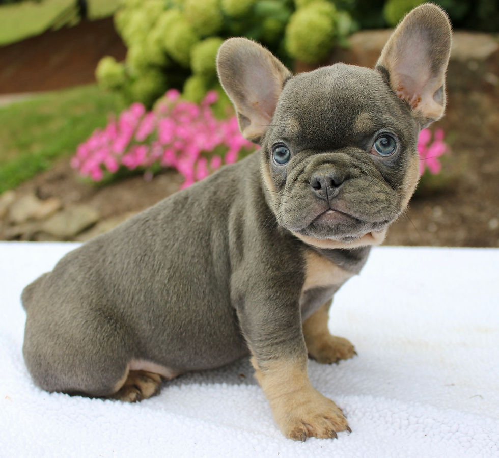Sully French Bulldog