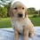 Thumbnail: Golden Retriever