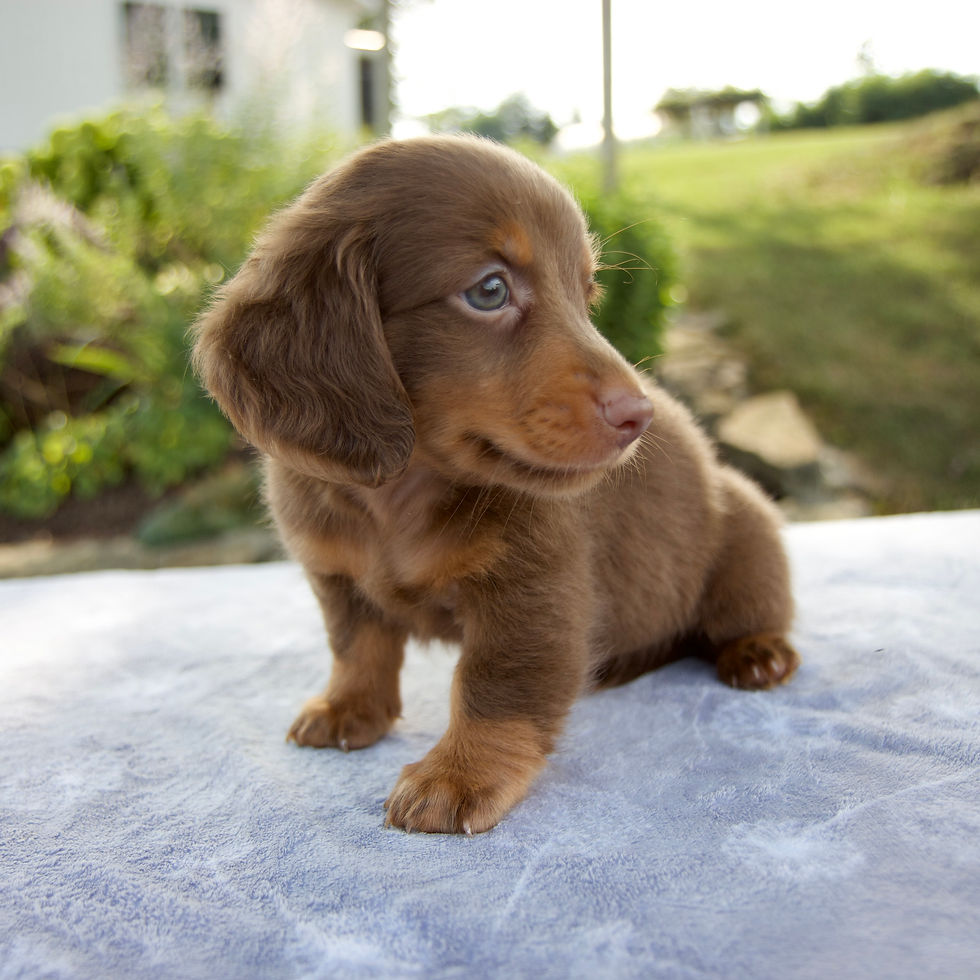 Thumbnail: dachshund