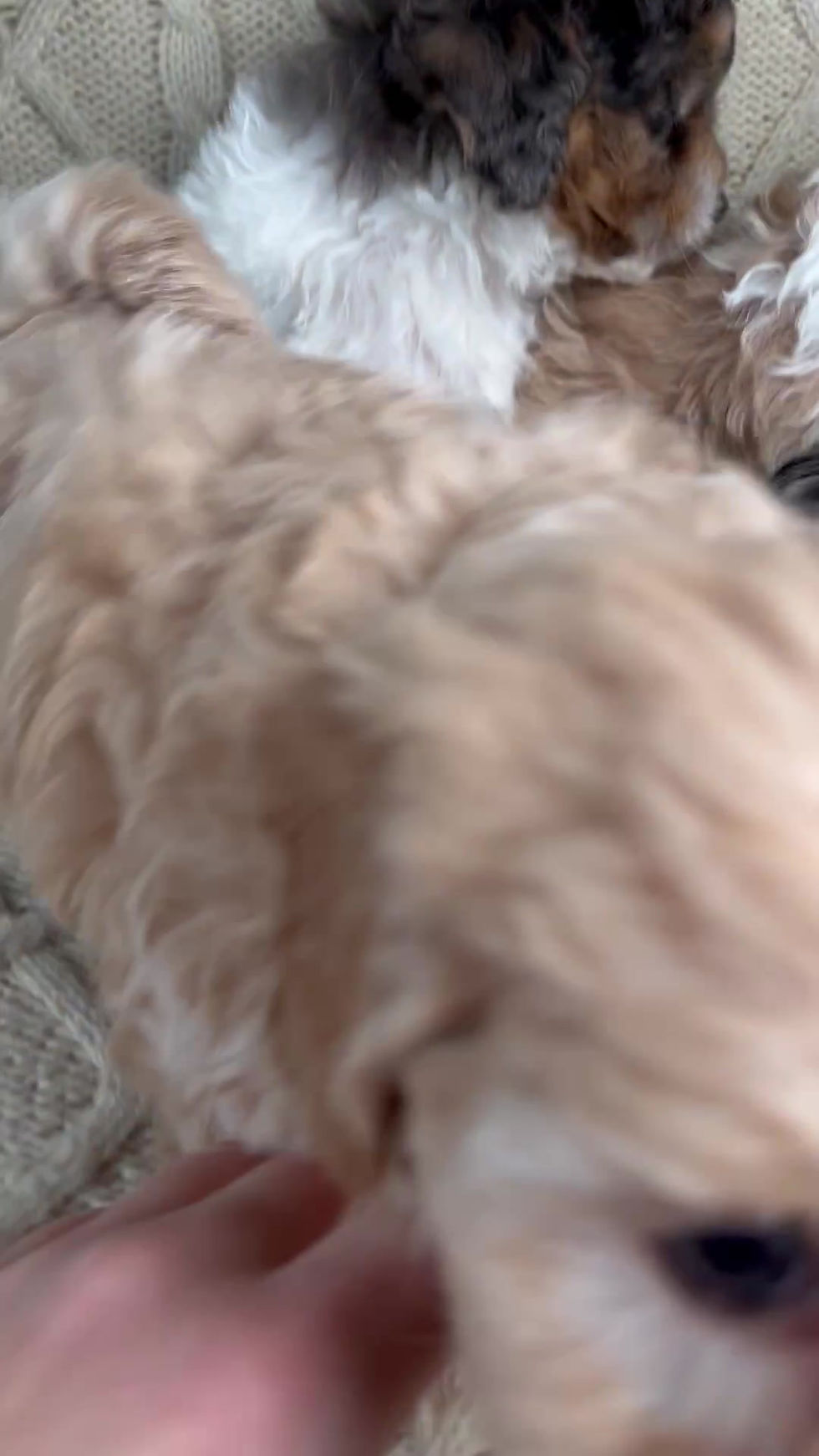 Thumbnail: Cavapoo