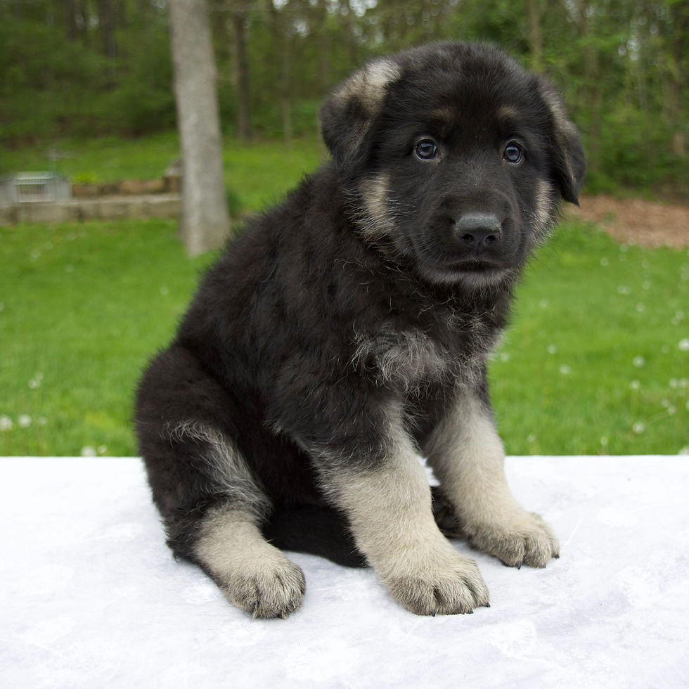 Thumbnail: German Shepherd