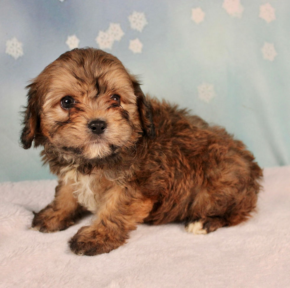 Thumbnail: Cavapoo