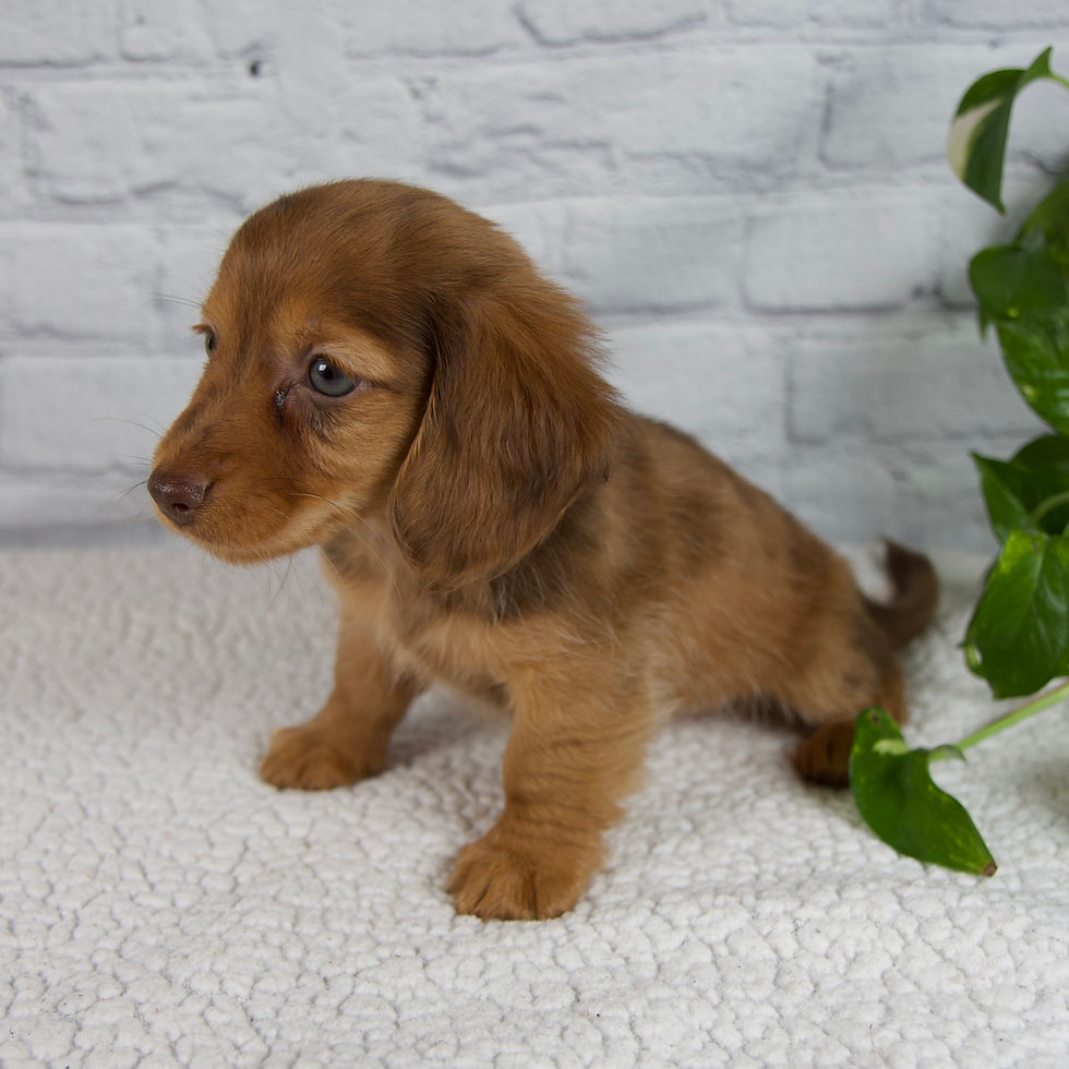 Thumbnail: Brinley Mini Dachshund
