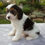 Thumbnail: Cavapoo