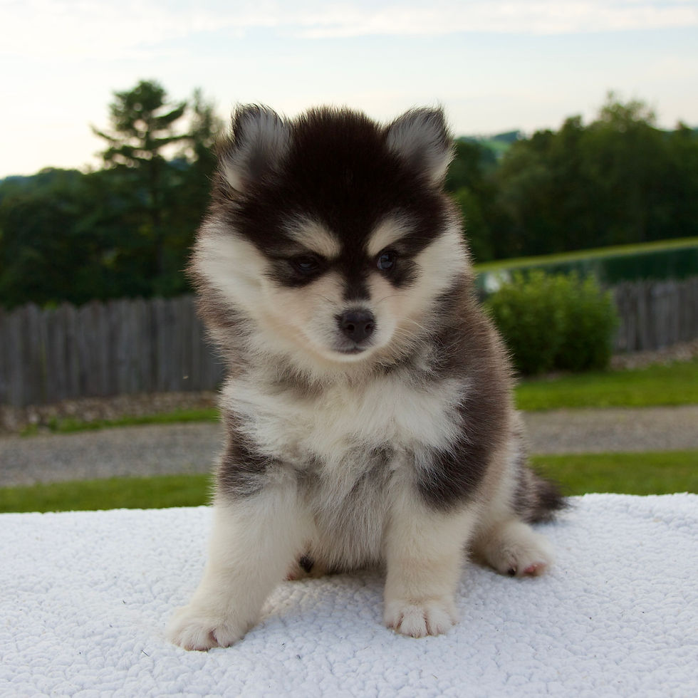 Thumbnail: Pomsky
