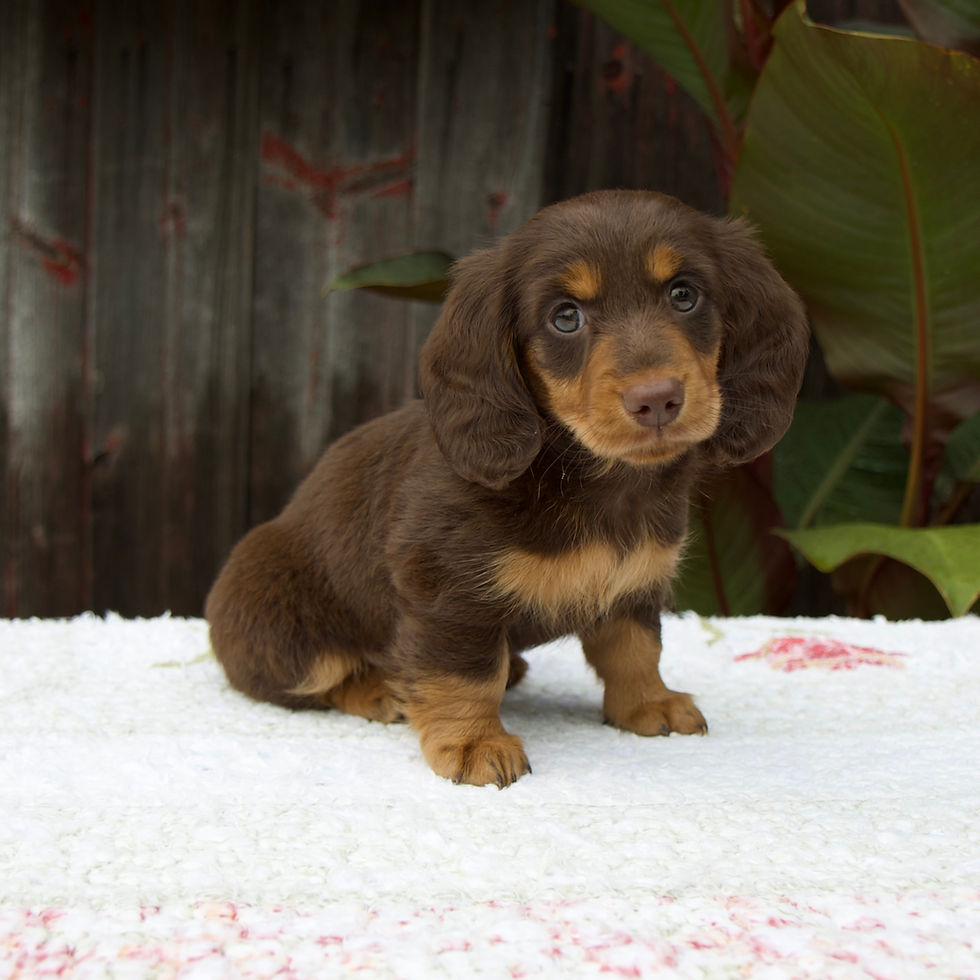 Thumbnail: Ava Mini Dachshund