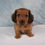 Thumbnail: dachshund