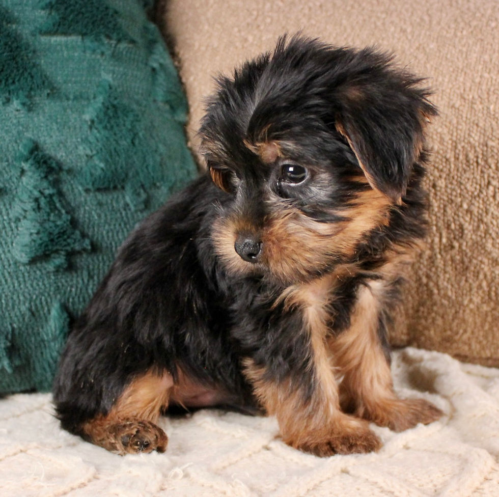 Thumbnail: Yorkshire Terrier