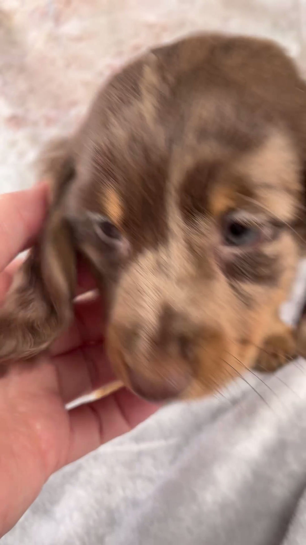 Thumbnail: Osborne Mini Dachshund