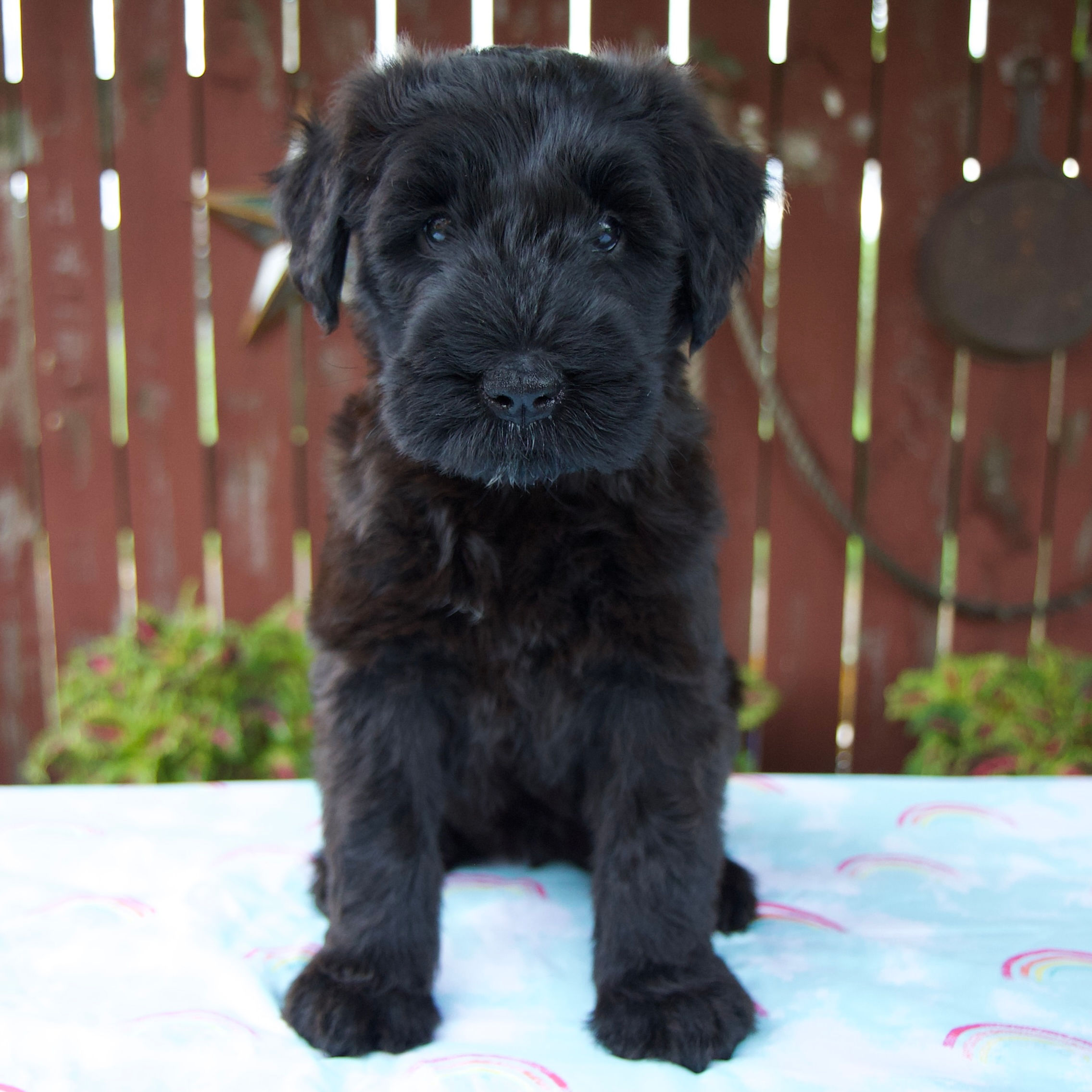 Lorraine Giant Schnauzer