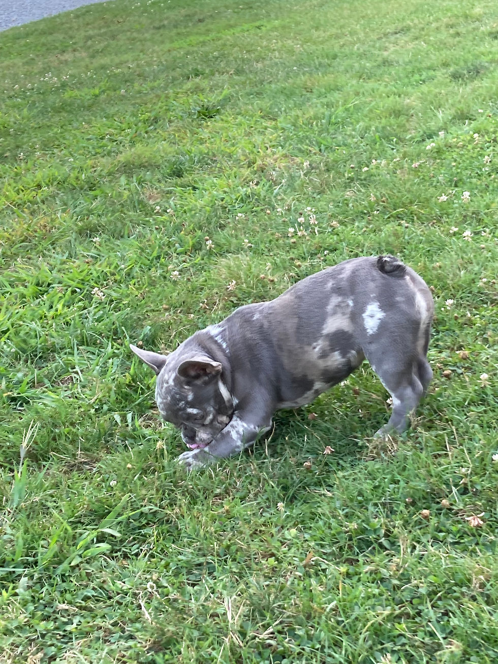 Thumbnail: Ember French Bulldog