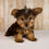 Thumbnail: Carson Yorkshire Terrier