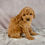 Thumbnail: Skipper Cavapoo