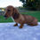 Thumbnail: Grady Miniature Dachshund