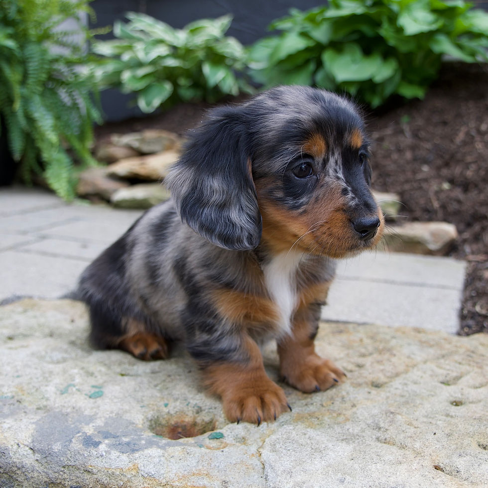 Thumbnail: Gabby Mini Dachshund