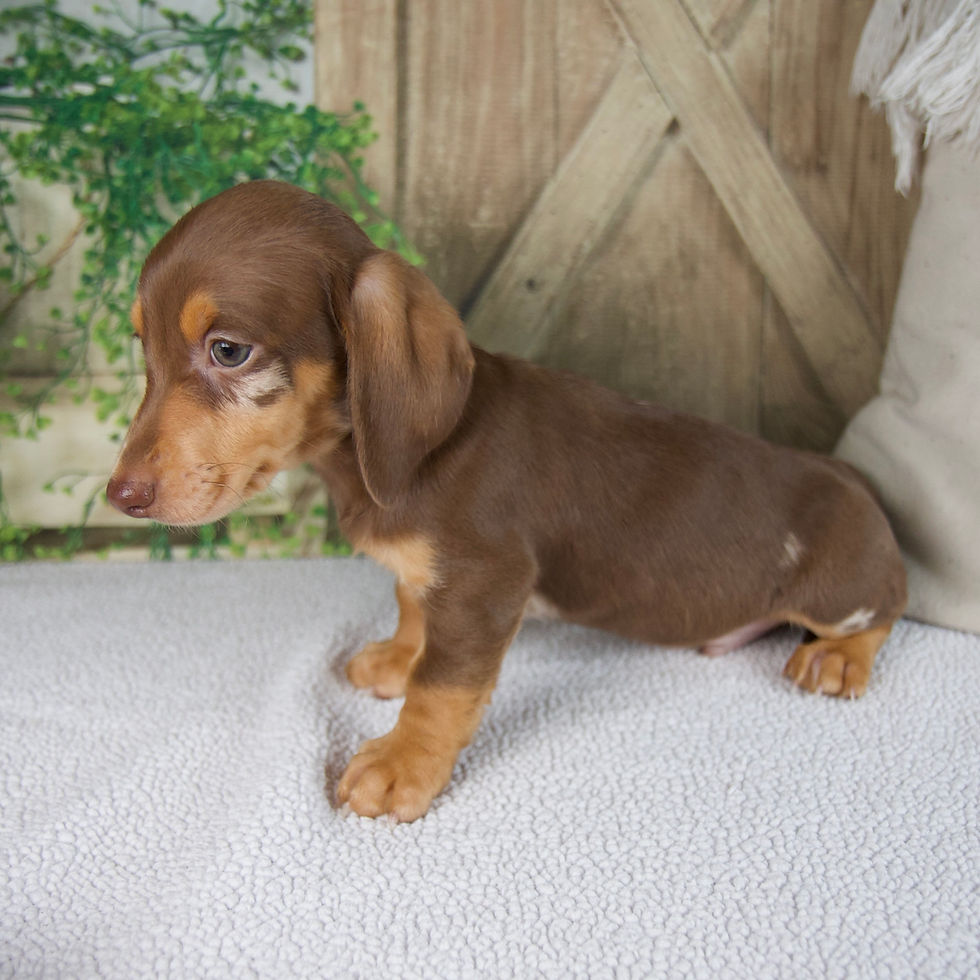 Thumbnail: Bluey Miniature Dachshund