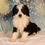 Thumbnail: Mini Bernedoodle