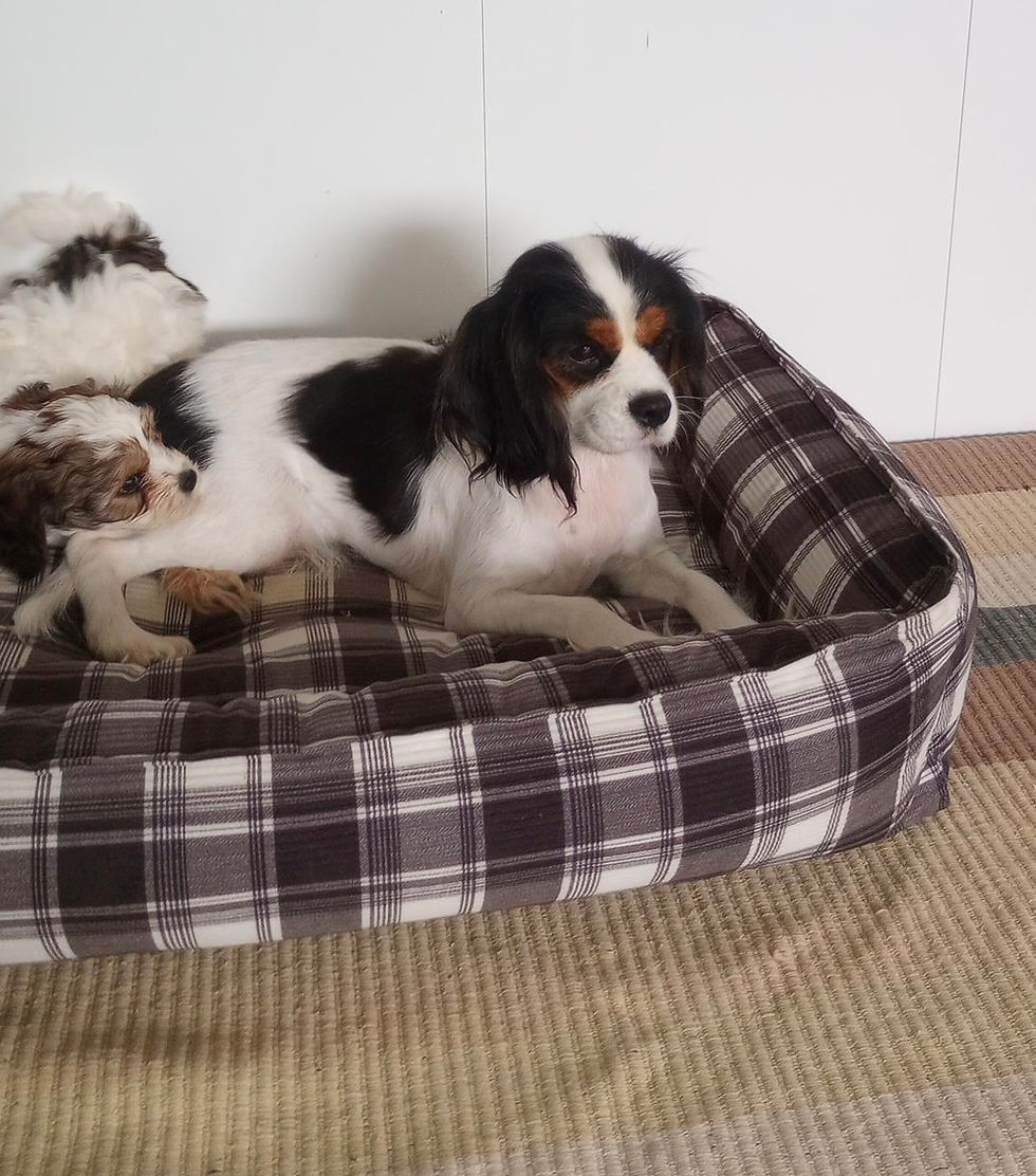 Thumbnail: Dawn Cavapoo